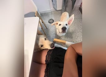 Süße Renee sucht ihr Zuhause