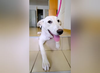 Süße Renee sucht ihr Zuhause
