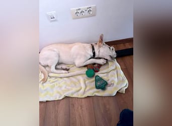 Süße Renee sucht ihr Zuhause