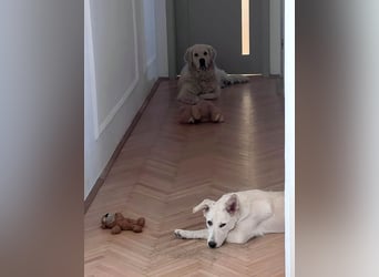 Süße Renee sucht ihr Zuhause