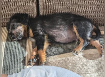 JEFF ein wundervoller Familienhund