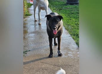 Cara, aufgeschlossen,freundlich,sozial und verschmust , mehr geht nicht!