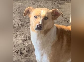 BALDUIN-wer möchte dem Bub Glück verhelfen