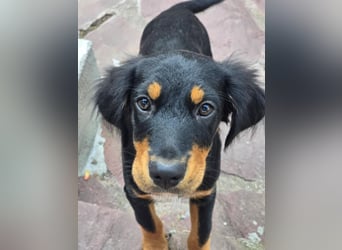 JEFF ein wundervoller Familienhund