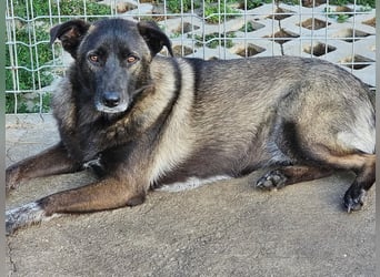 Cara, aufgeschlossen,freundlich,sozial und verschmust , mehr geht nicht!