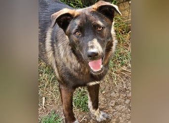 Cara, aufgeschlossen,freundlich,sozial und verschmust , mehr geht nicht!