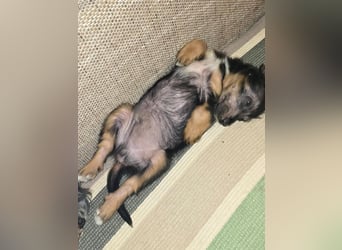 JEFF ein wundervoller Familienhund