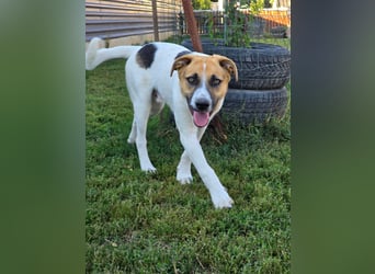 NATHAN - möchte in einer Familie aufwachsen!