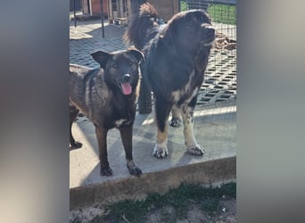 Cara, aufgeschlossen,freundlich,sozial und verschmust , mehr geht nicht!