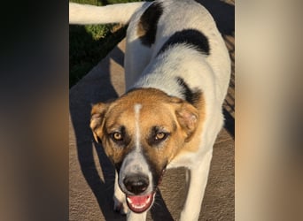 NATHAN - möchte in einer Familie aufwachsen!