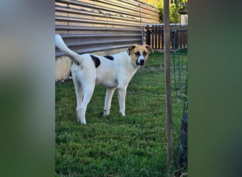 NATHAN - möchte in einer Familie aufwachsen!