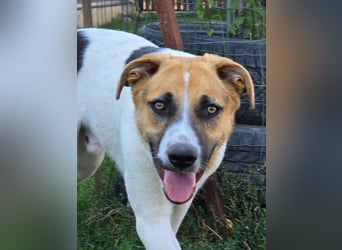 NATHAN - möchte in einer Familie aufwachsen!