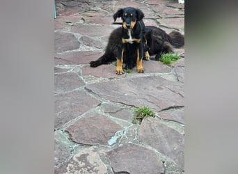 JEFF ein wundervoller Familienhund