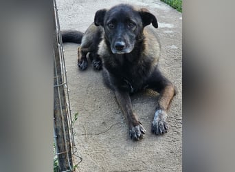 Cara, aufgeschlossen,freundlich,sozial und verschmust , mehr geht nicht!