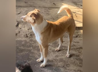 BALDUIN-wer möchte dem Bub Glück verhelfen