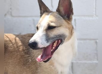 ANNE die bezaubernde Hündin
