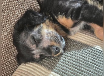 JEFF ein wundervoller Familienhund