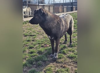 Cara, aufgeschlossen,freundlich,sozial und verschmust , mehr geht nicht!