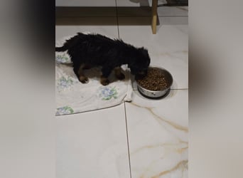 JEFF ein wundervoller Familienhund