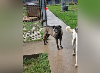 Cara, aufgeschlossen,freundlich,sozial und verschmust , mehr geht nicht!