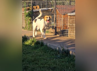 NATHAN - möchte in einer Familie aufwachsen!