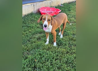 VINCENT - als Einziger zurück geblieben!