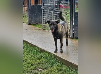 Cara, aufgeschlossen,freundlich,sozial und verschmust , mehr geht nicht!