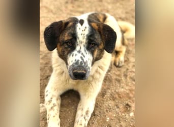 Yuri - wartet auf sein Zuhause