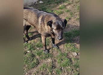 Cara, aufgeschlossen,freundlich,sozial und verschmust , mehr geht nicht!