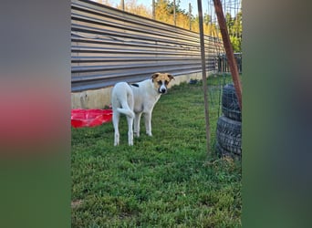 NATHAN - möchte in einer Familie aufwachsen!