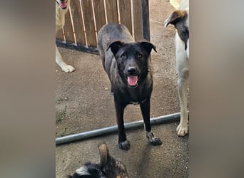 Cara, aufgeschlossen,freundlich,sozial und verschmust , mehr geht nicht!