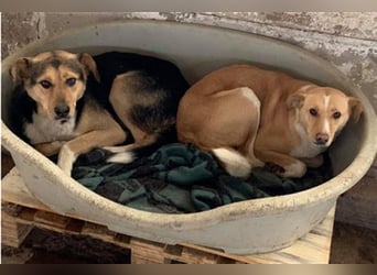 BALDUIN-wer möchte dem Bub Glück verhelfen