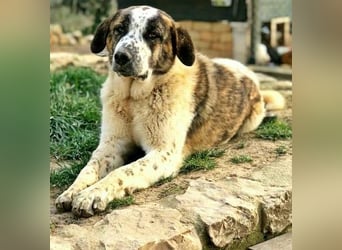 Yuri - wartet auf sein Zuhause