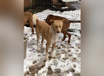 BALDUIN-wer möchte dem Bub Glück verhelfen