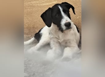 DIMITRI ein Begleiter fürs Leben