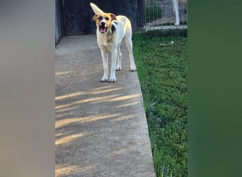 NATHAN - möchte in einer Familie aufwachsen!