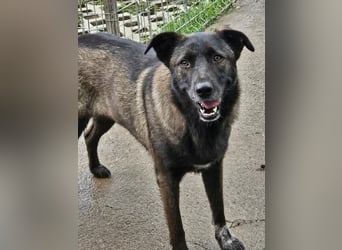 Cara, aufgeschlossen,freundlich,sozial und verschmust , mehr geht nicht!