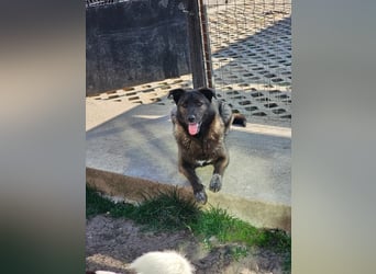 Cara, aufgeschlossen,freundlich,sozial und verschmust , mehr geht nicht!