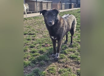 Cara, aufgeschlossen,freundlich,sozial und verschmust , mehr geht nicht!