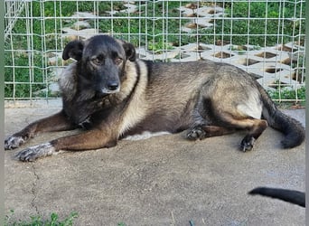 Cara, aufgeschlossen,freundlich,sozial und verschmust , mehr geht nicht!