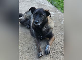 Cara, aufgeschlossen,freundlich,sozial und verschmust , mehr geht nicht!