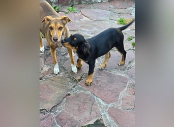 JEFF ein wundervoller Familienhund