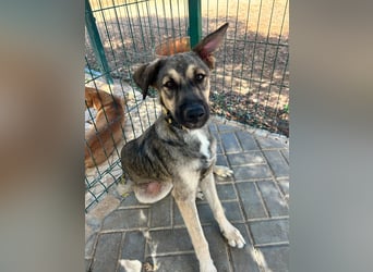 TOM - großes Hundeherz sucht seine Lieblingsmenschen