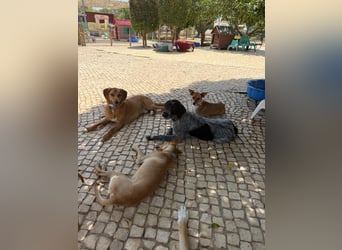 SAMUEL - großer Schmusebär sucht seine Lieblingsmenschen