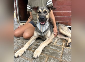 TOM - großes Hundeherz sucht seine Lieblingsmenschen