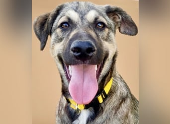 TOM - großes Hundeherz sucht seine Lieblingsmenschen