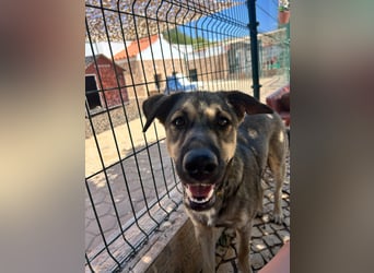 TOM - großes Hundeherz sucht seine Lieblingsmenschen