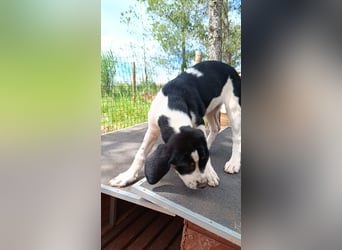SUSAN sucht ihr Traumkörbchen