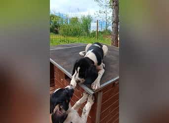 SUSAN sucht ihr Traumkörbchen