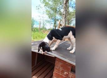 SUSAN sucht ihr Traumkörbchen